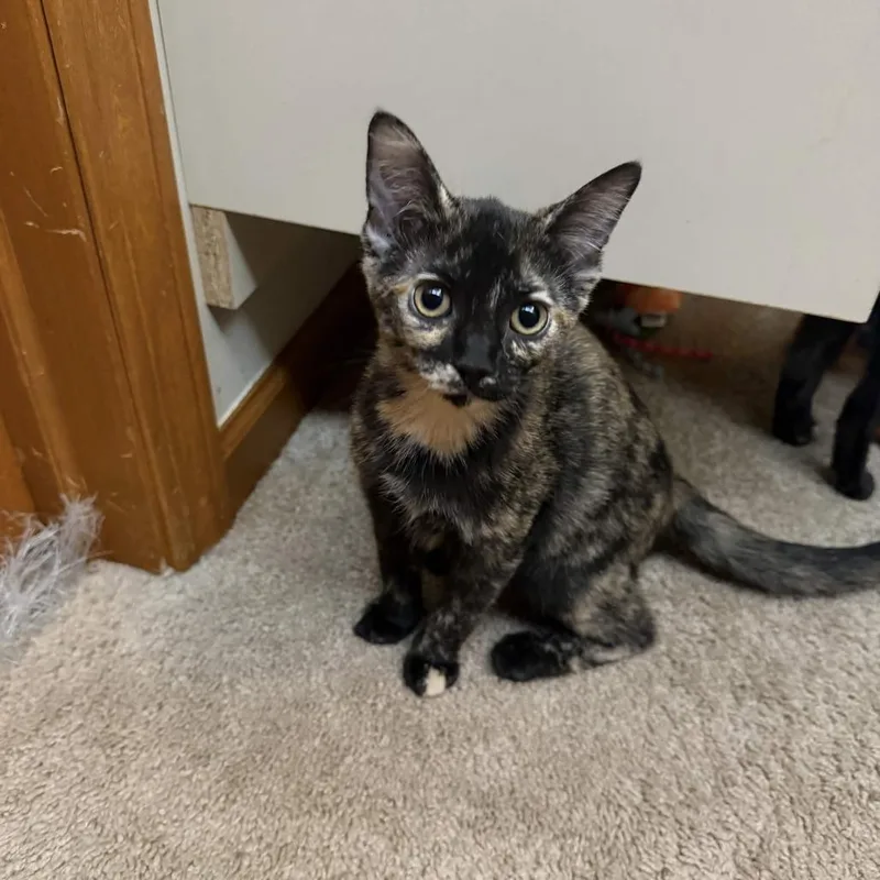 A baby small-sized female Tortoiseshell Domestic Short Hair cat named Monaco for adoption in Delaware, OH
