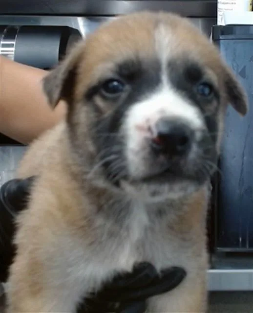 A baby medium-sized male Shepherd dog named Mustang for adoption in New York, NY