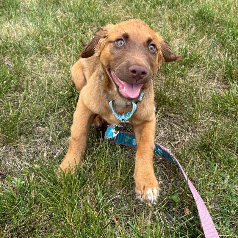 A baby small-sized male Brown / Chocolate Mixed Breed dog named Halo for adoption in Newark, DE