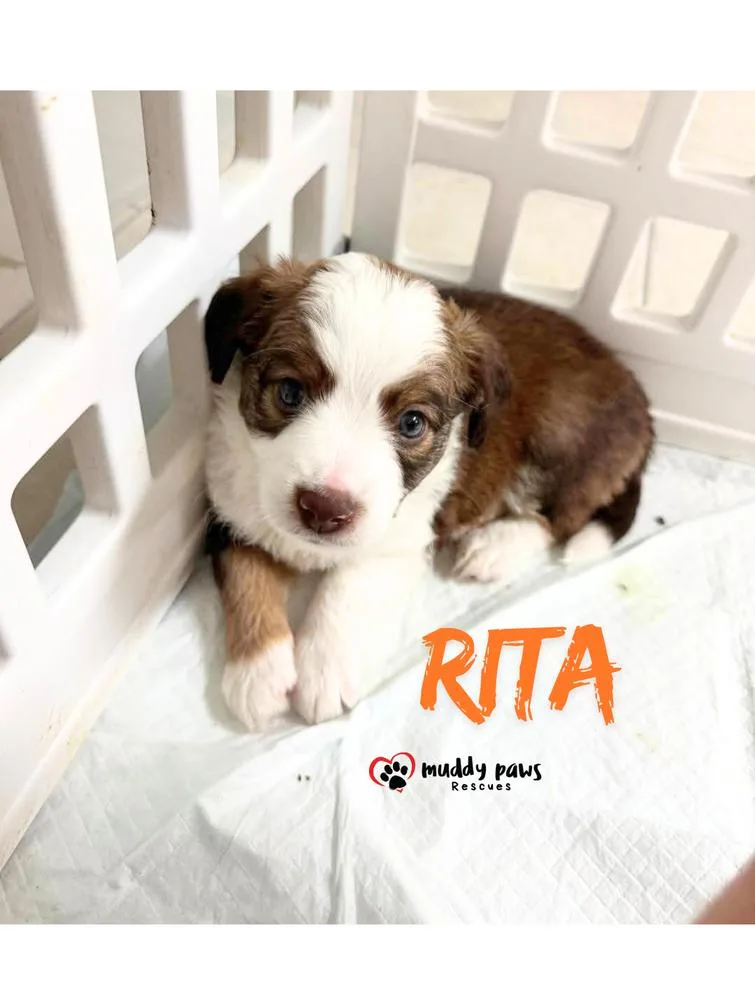 A baby small-sized female Australian Shepherd dog named Aunt & Uncle Litter: for adoption in Council Bluffs, IA