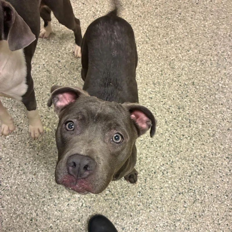 A young medium-sized female Gray / Blue / Silver Pit Bull Terrier dog named Apple Jack for adoption in Cedar Rapids, IA
