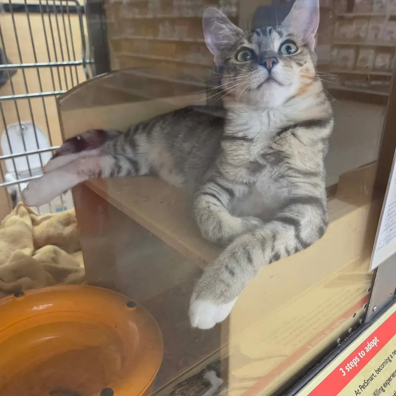 A baby small-sized female Tabby (Buff / Tan / Fawn) Domestic Short Hair cat named Ivana for adoption in Gladstone, OR