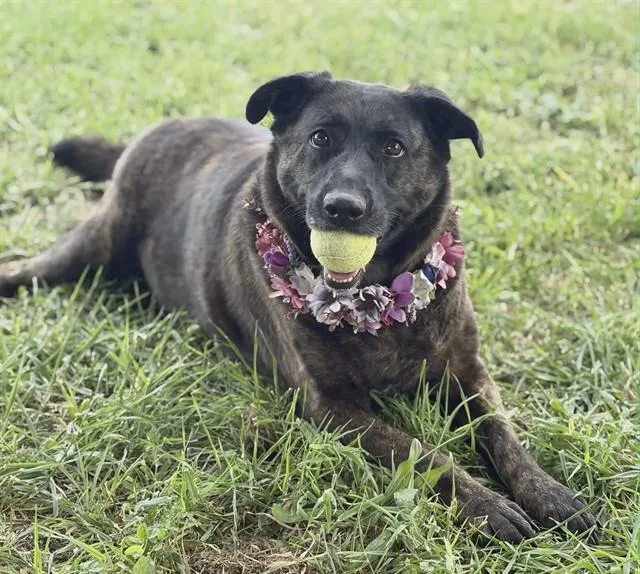A senior large-sized female Dutch Shepherd dog named Sophie for adoption in Fairfield, CA