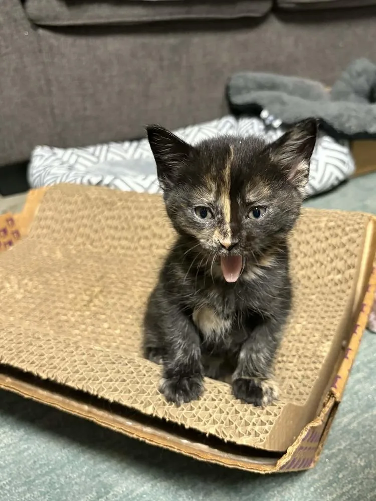 A baby small-sized female Domestic Short Hair cat named Monroe for adoption in Dallas, TX