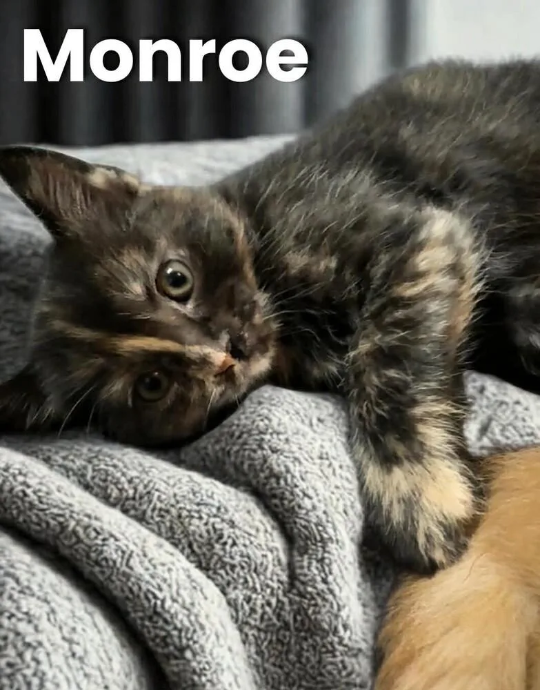 Monroe thumbnail 2