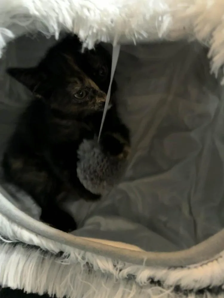 Monroe thumbnail 3
