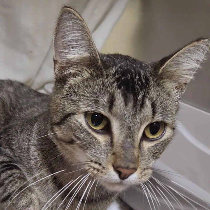 An adult medium-sized male Brown / Chocolate Domestic Short Hair cat named Boston R for adoption in Plover, WI