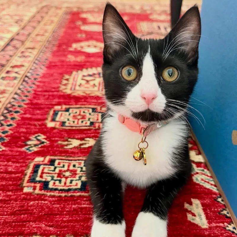 A young small-sized female Domestic Short Hair cat named Celeste for adoption in Stokesdale, NC