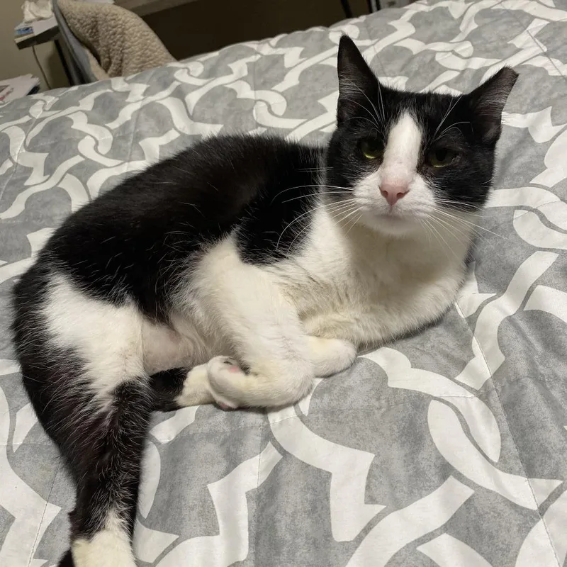 An adult large-sized female Black Domestic Short Hair cat named Angelita for adoption in Oakland, CA