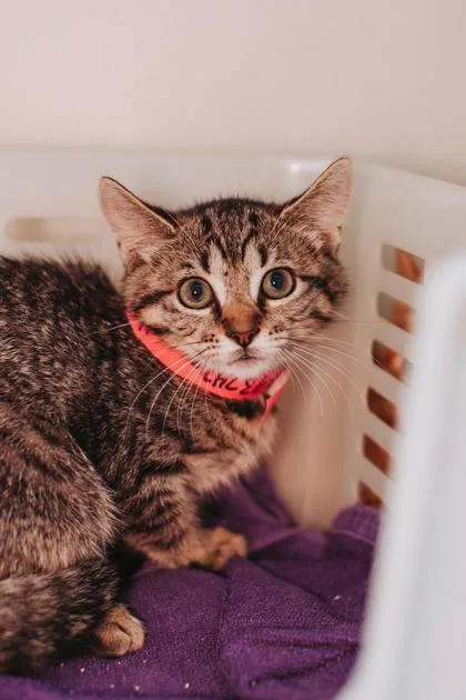 A young small-sized female Domestic Short Hair cat named a Cleo PetSmart North for adoption in North Charleston, SC