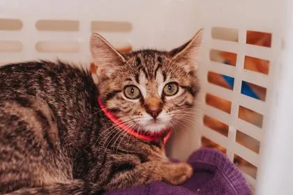 a Cleo PetSmart North thumbnail 2