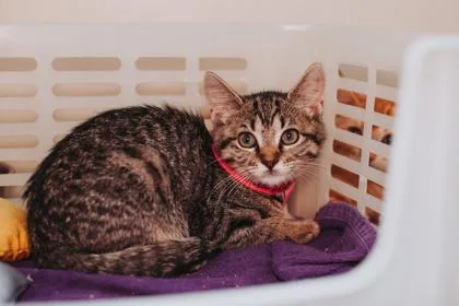 a Cleo PetSmart North thumbnail 3