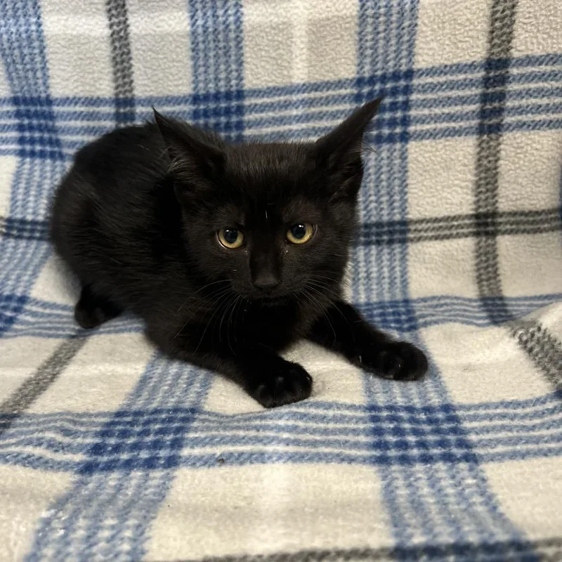 A baby small-sized female Black Domestic Short Hair cat named Carmine for adoption in Redwood City, CA