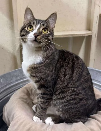 A young small-sized male Domestic Short Hair cat named Oskar for adoption in Visalia, CA