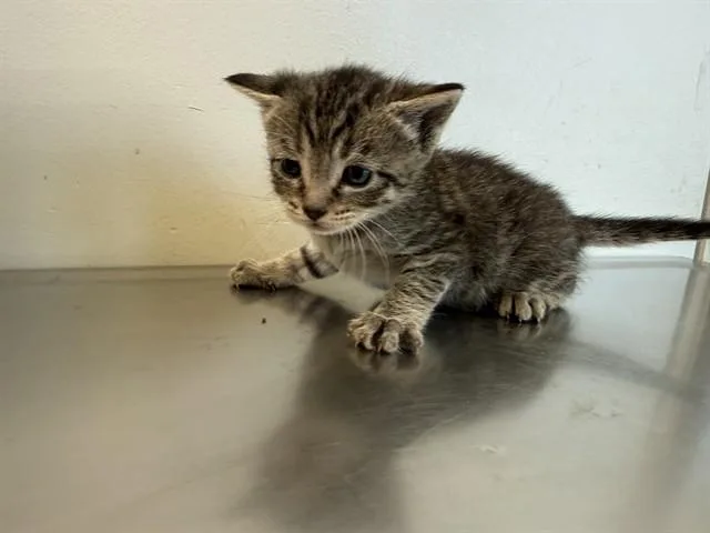 A baby medium-sized female Domestic Short Hair cat named Kataline for adoption in Lancaster, CA
