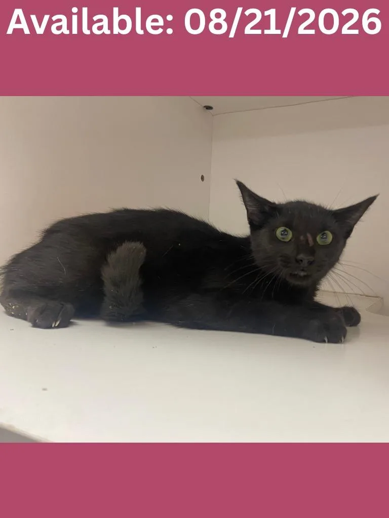 A baby medium-sized female Domestic Short Hair cat named Cat Condo for adoption in Greenville, TX