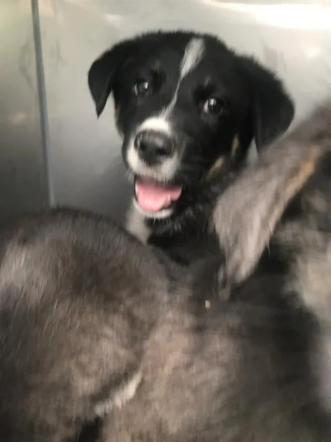 A baby small-sized male Mixed Breed dog named Boy for adoption in Dallas, TX