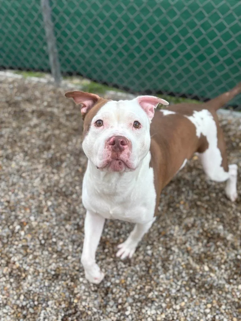 An adult large-sized male Pit Bull Terrier dog named Garrus for adoption in Lima, OH