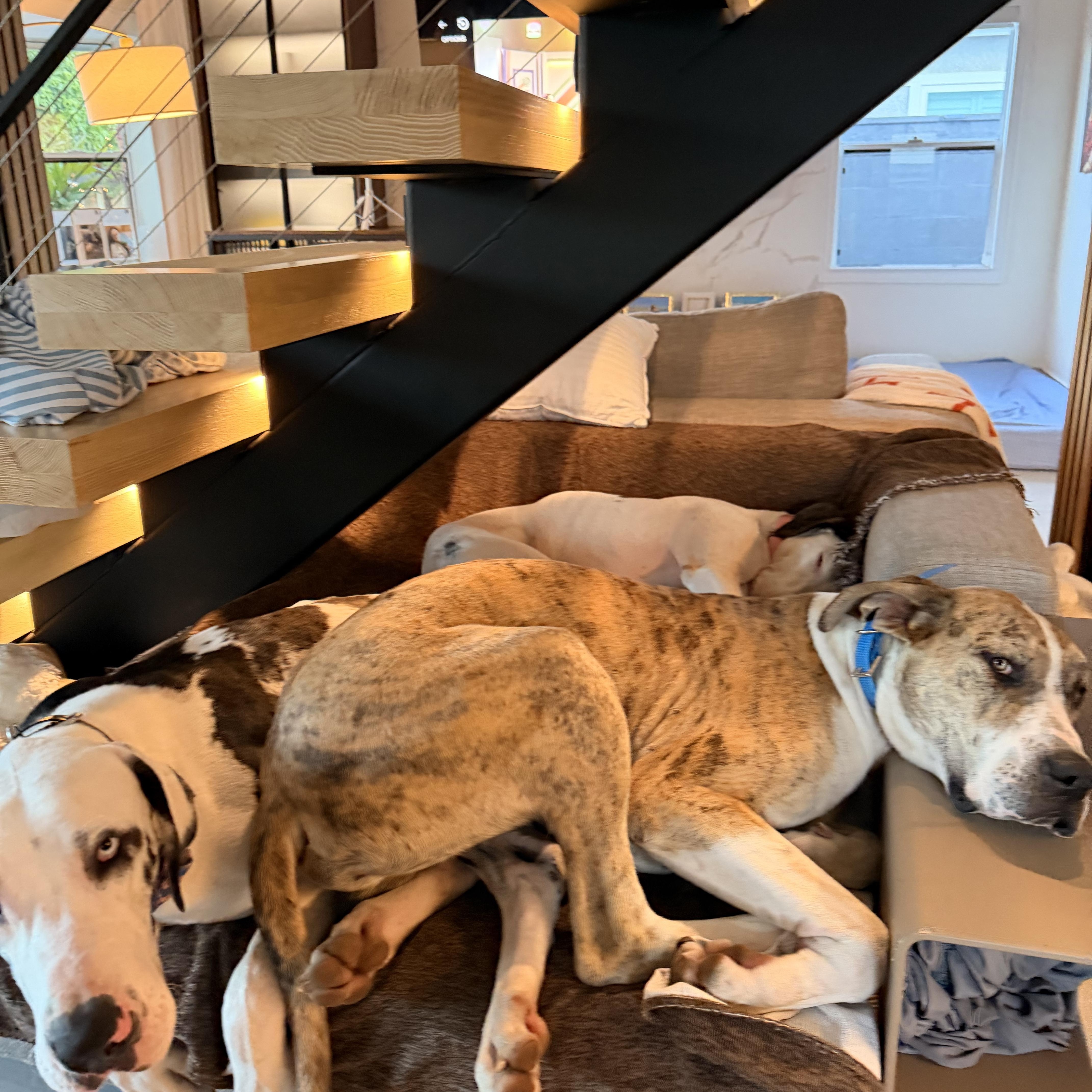 A young extra large-sized male Brindle Great Dane dog named Tigger for adoption in Long Beach, CA