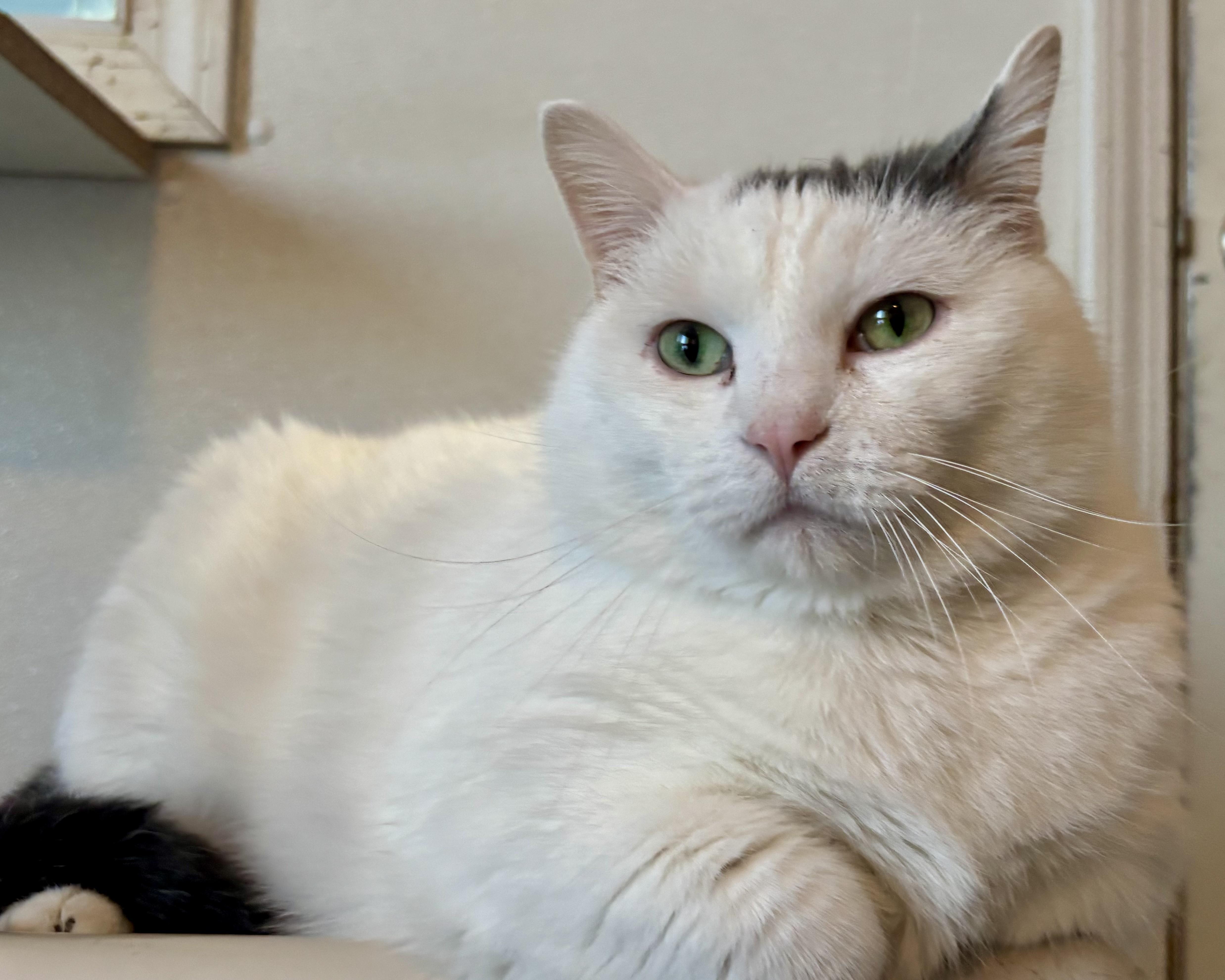 An adult large-sized male Gray & White Domestic Short Hair cat named Bogart for adoption in Shenandoah, IA