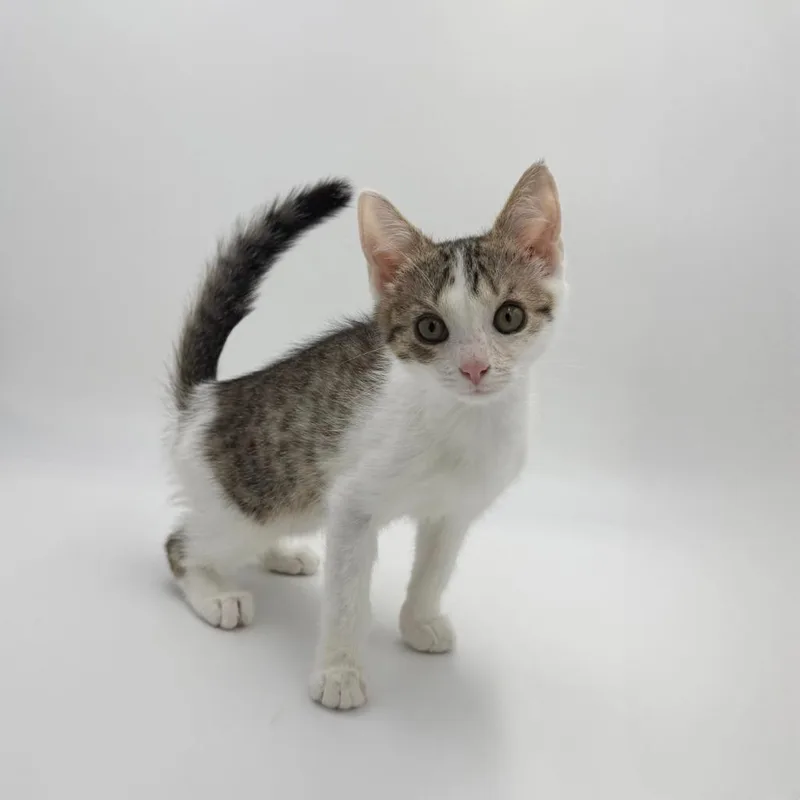 A baby medium-sized female Domestic Short Hair cat named Noodlebean for adoption in State College, PA