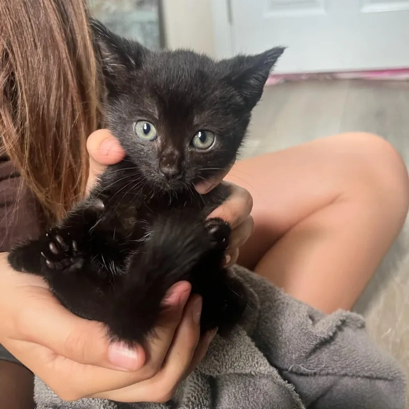 A baby medium-sized female Domestic Short Hair cat named Melinoe for adoption in Lincoln, CA