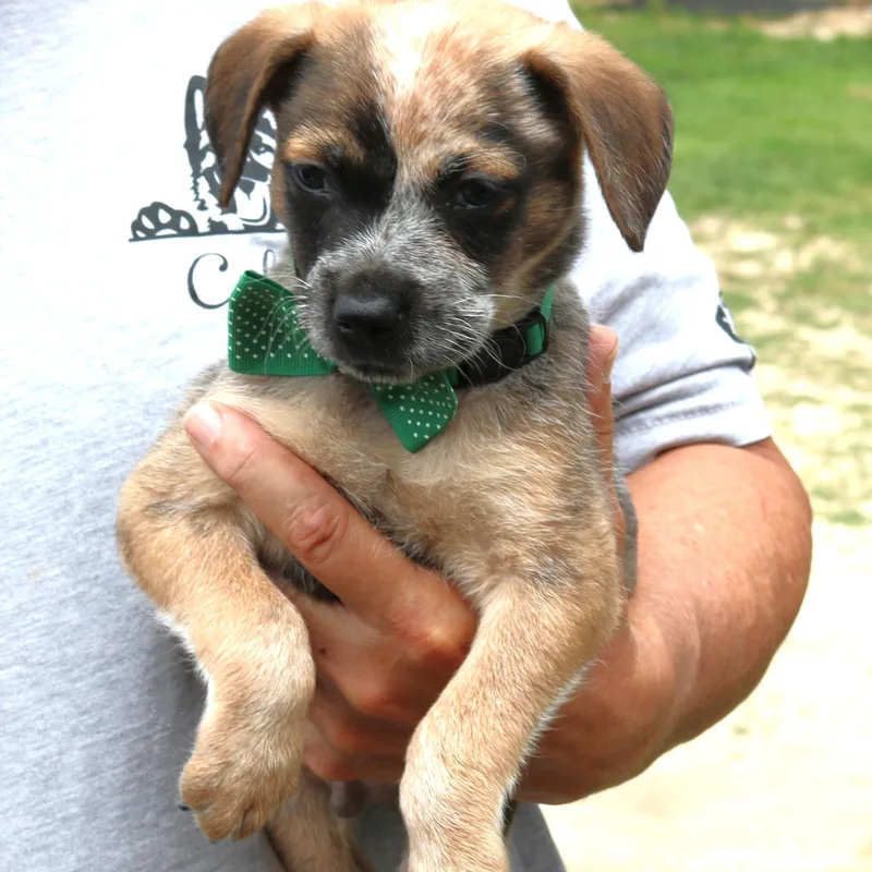 A baby medium-sized male Australian Cattle Dog / Blue Heeler dog named Louie for adoption in Bandera, TX