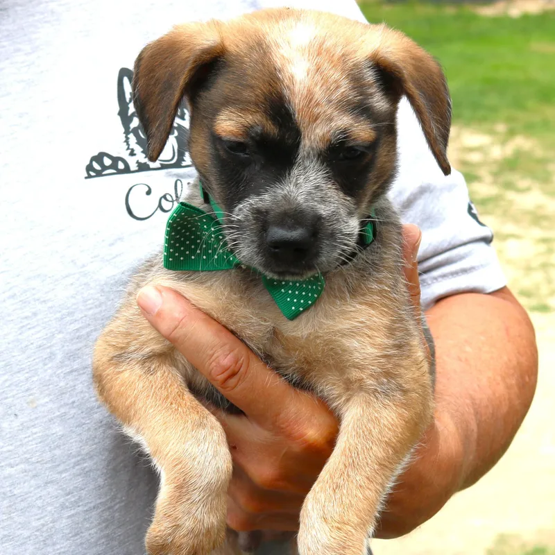 Louie thumbnail 3