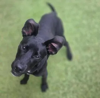 A baby medium-sized male Labrador Retriever dog named Snoop Dog for adoption in North Syracuse, NY