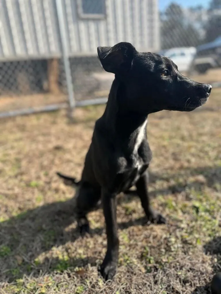 Snoop Dog thumbnail 3