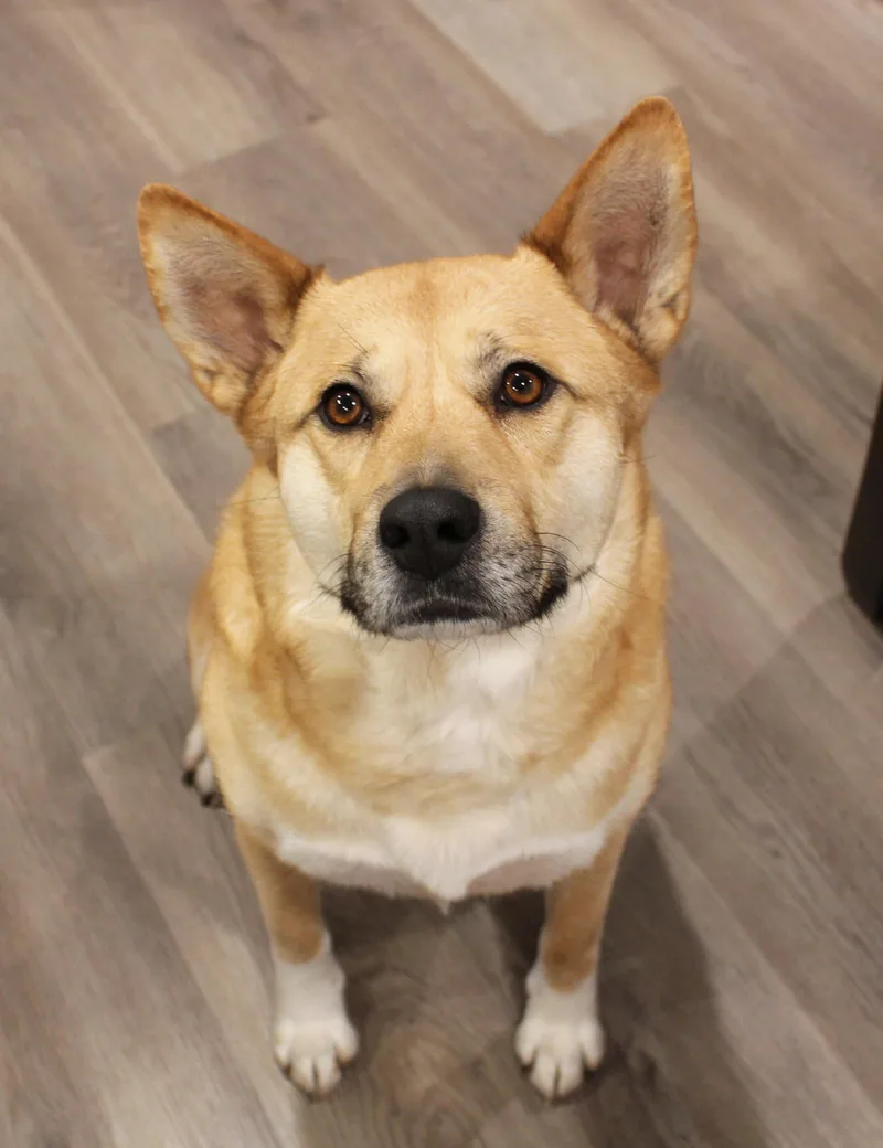 An adult large-sized female Yellow / Tan / Blond / Fawn Shepherd dog named Roo for adoption in Manhattan, KS