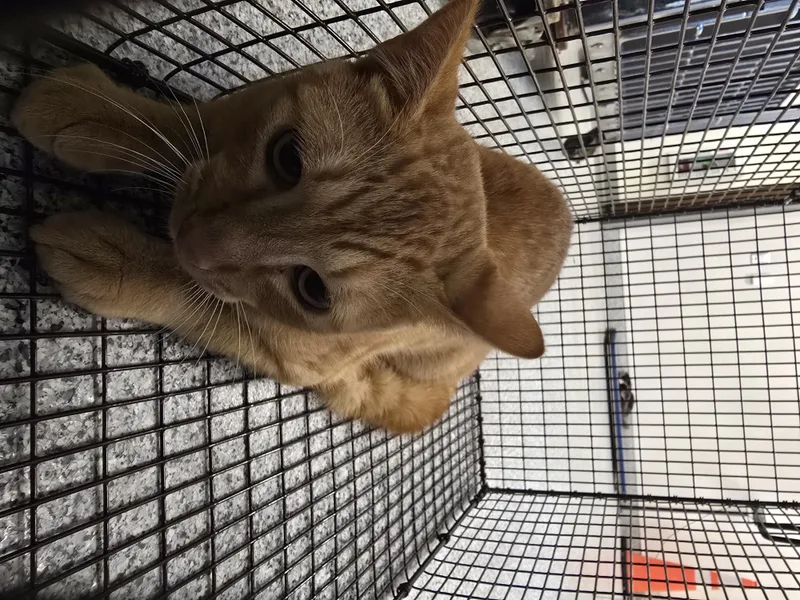 A young medium-sized male Domestic Short Hair cat named Tiger for adoption in Houston, TX