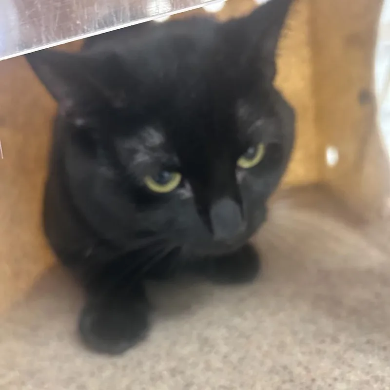 A young medium-sized male Black Domestic Medium Hair cat named Black for adoption in Philadelphia, PA