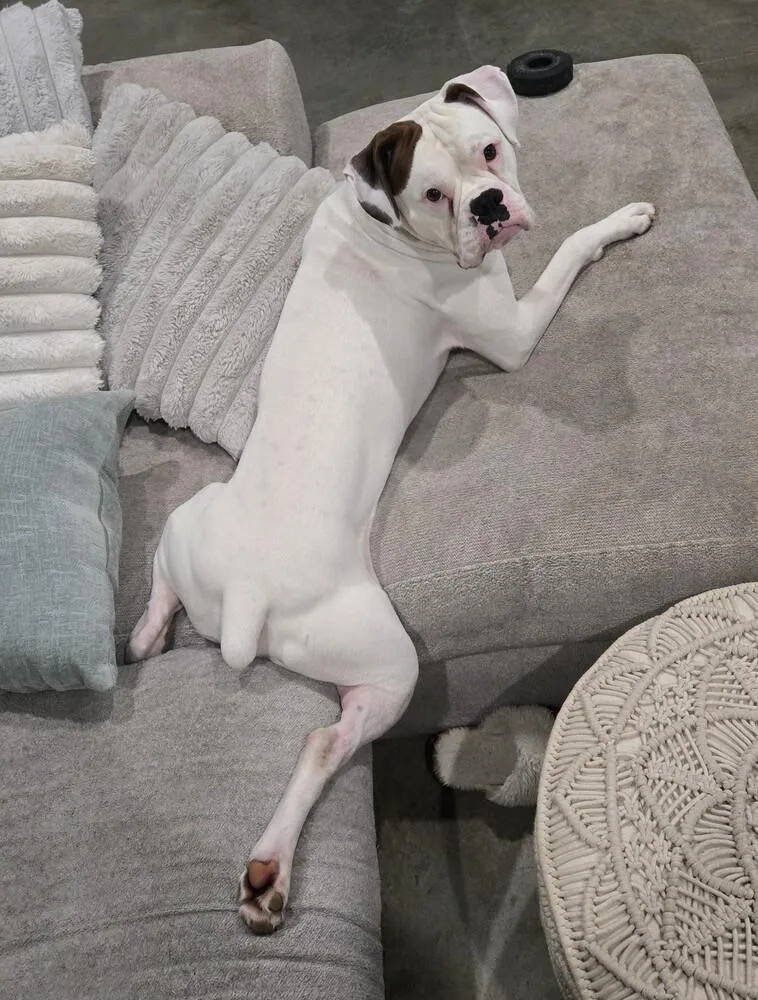 An adult medium-sized male White / Cream Boxer dog named Rex III for adoption in Hewitt, TX
