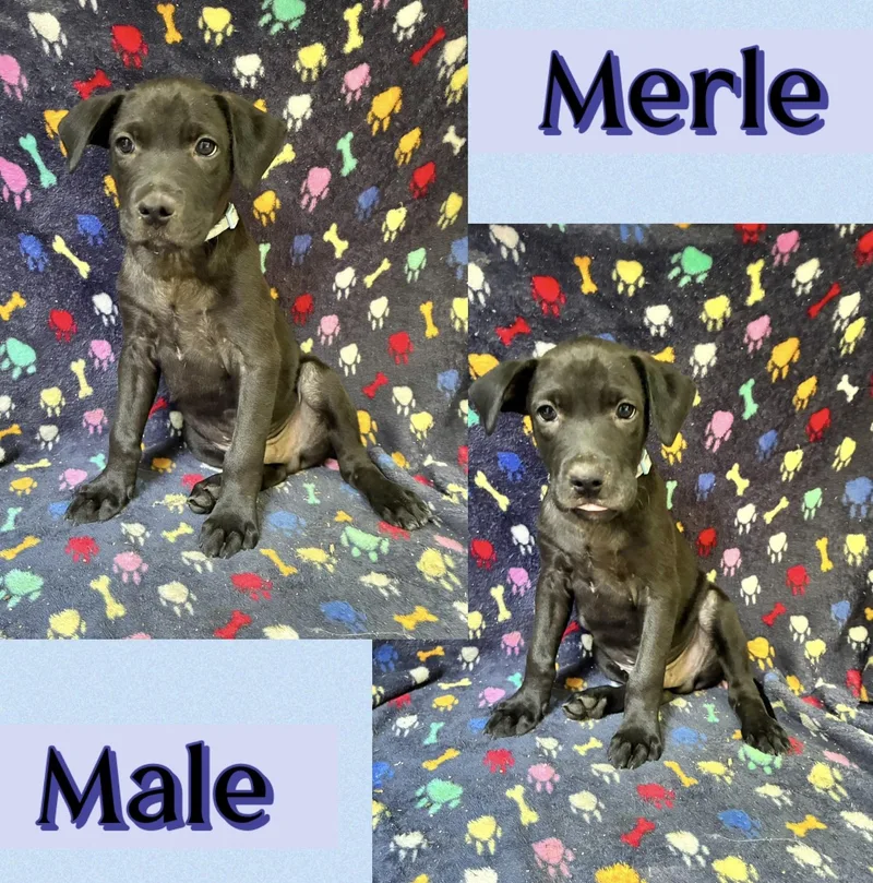 Merle