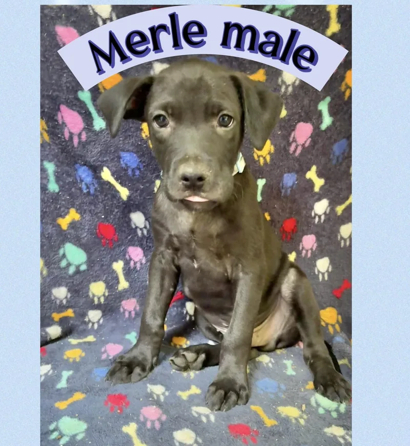 Merle thumbnail 2