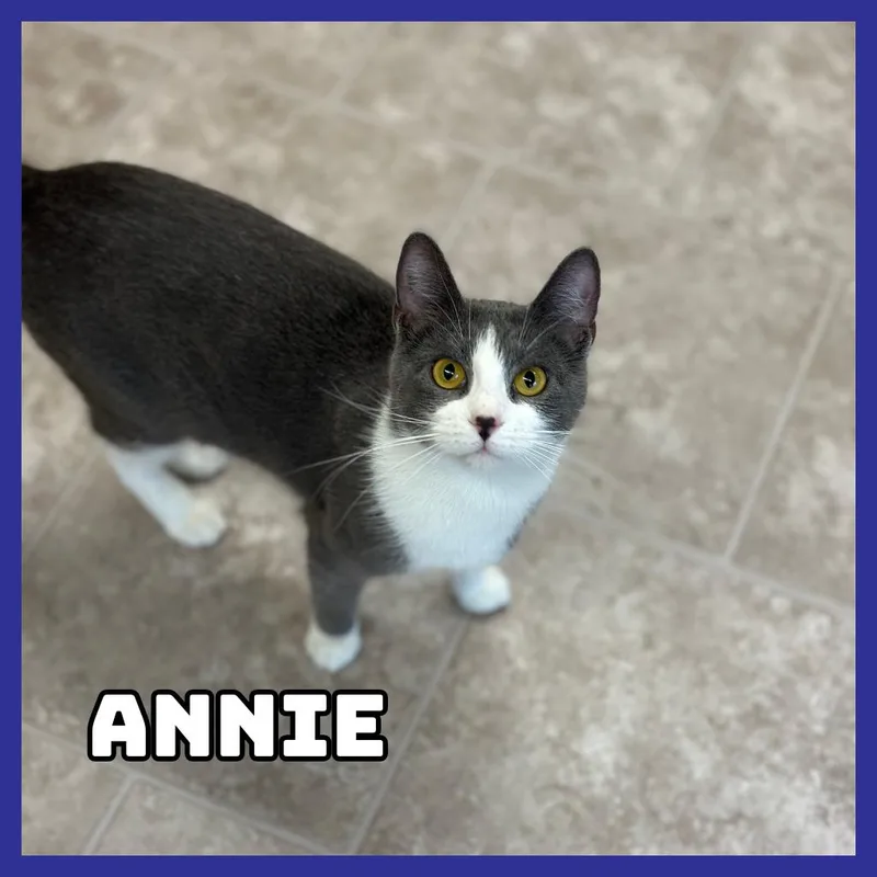 An adult medium-sized female Gray / Blue / Silver Domestic Short Hair cat named Annie for adoption in Glenwood, MN