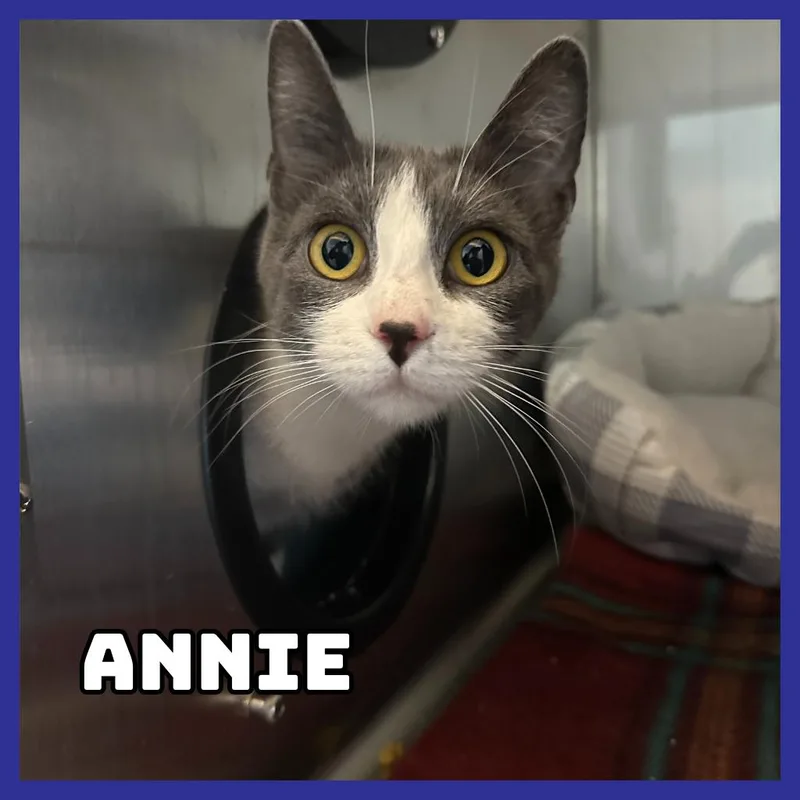 Annie thumbnail 2