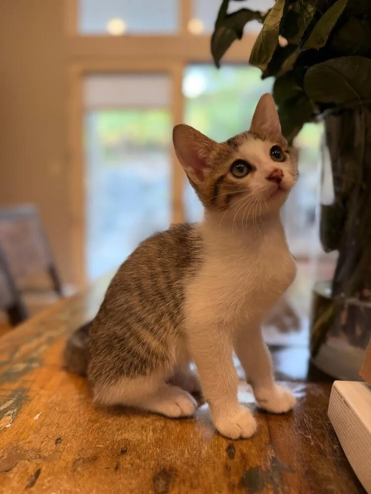 A baby medium-sized male Domestic Short Hair cat named Beanie for adoption in Oceanside, CA