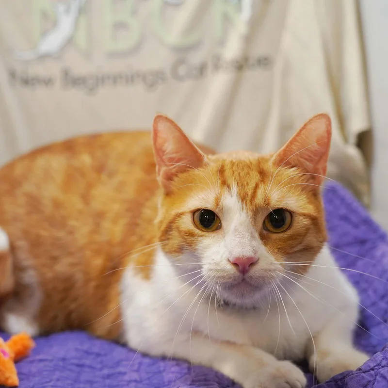 An adult medium-sized female Tabby cat named Belle for adoption in Garland, TX