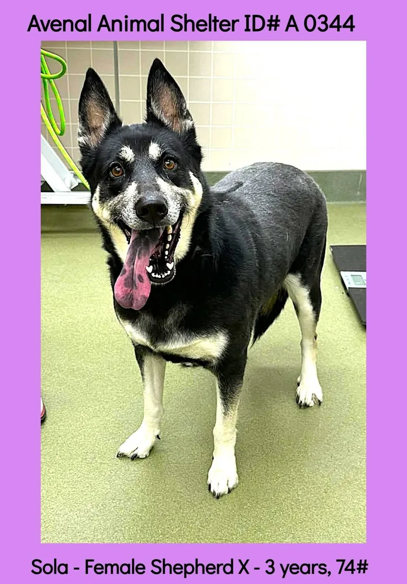 A young large-sized female Black Shepherd dog named Sola for adoption in Avenal, CA