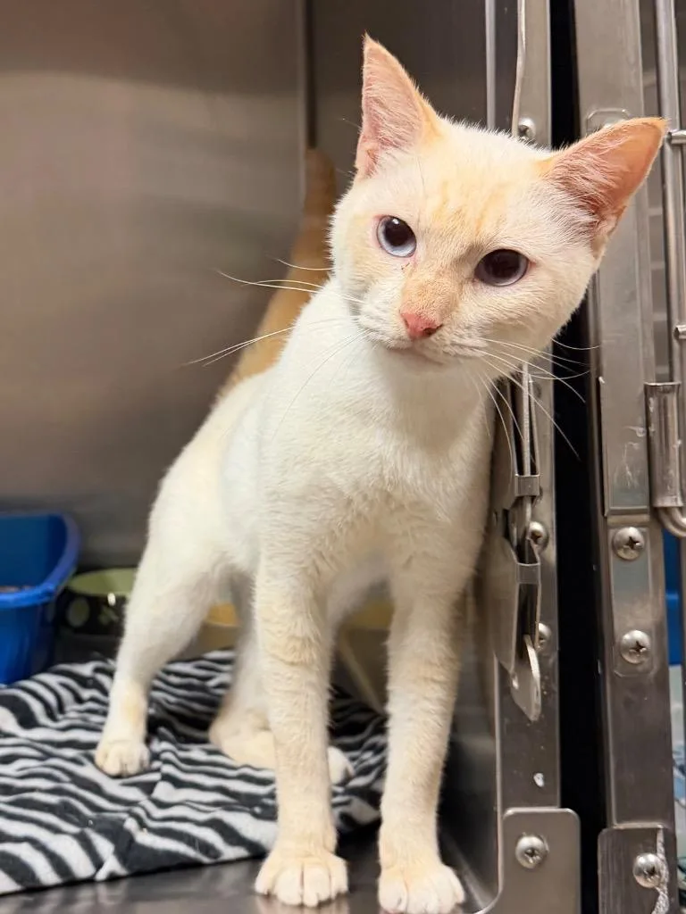 An adult small-sized male Domestic Short Hair cat named Casper for adoption in Ocala, FL