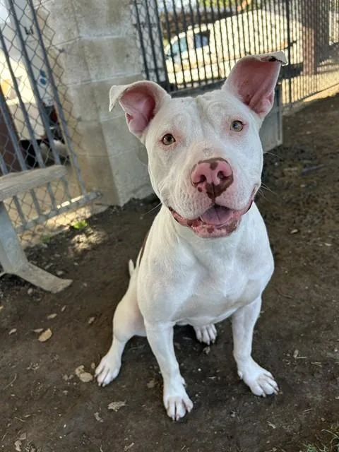 A young medium-sized female Pit Bull Terrier dog named Mija for adoption in Riverside, CA