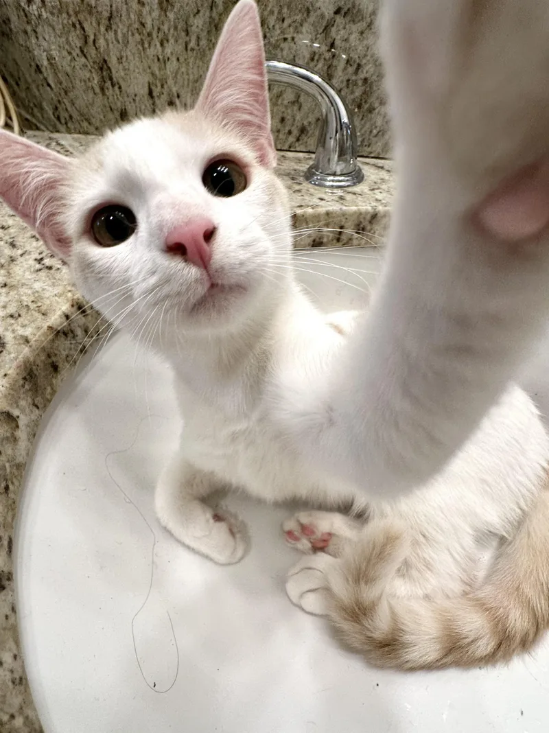 A young large-sized male Orange & White Domestic Short Hair cat named Texas Pete for adoption in Avondale Estates, GA