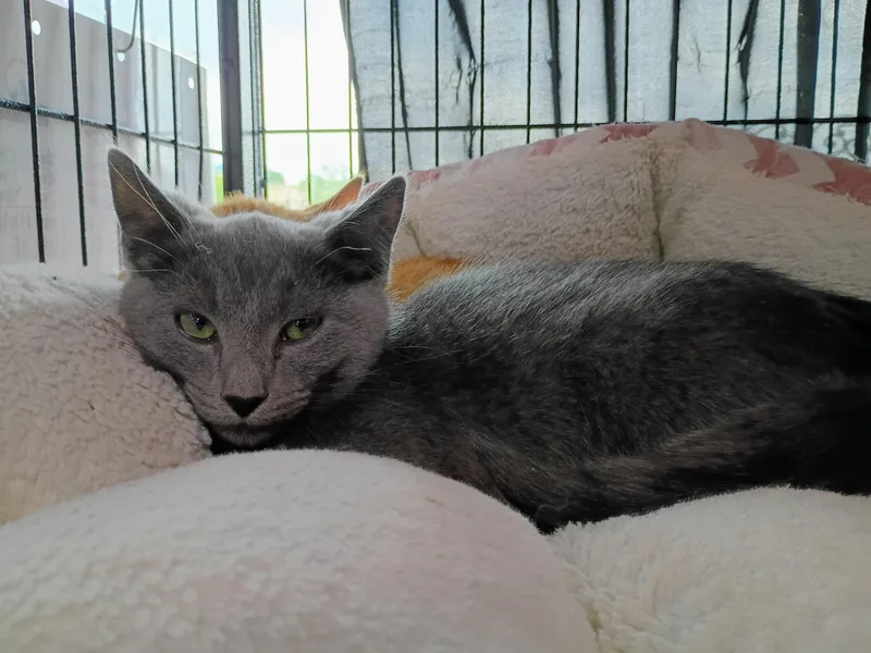 A baby medium-sized male Gray / Blue / Silver Domestic Short Hair cat named Pita for adoption in Morgantown, WV