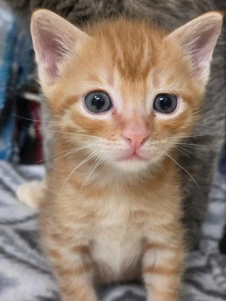 A baby small-sized male Domestic Short Hair cat named Georgie for adoption in Carthage, MO