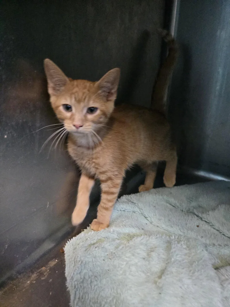 A baby small-sized male Domestic Short Hair cat named Mango for adoption in Boston, KY