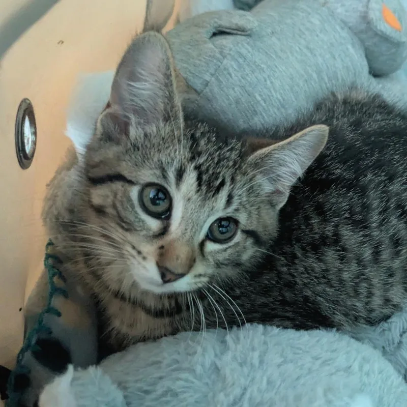A baby small-sized male Brown / Chocolate Domestic Short Hair cat named Brunson for adoption in Chicago, IL