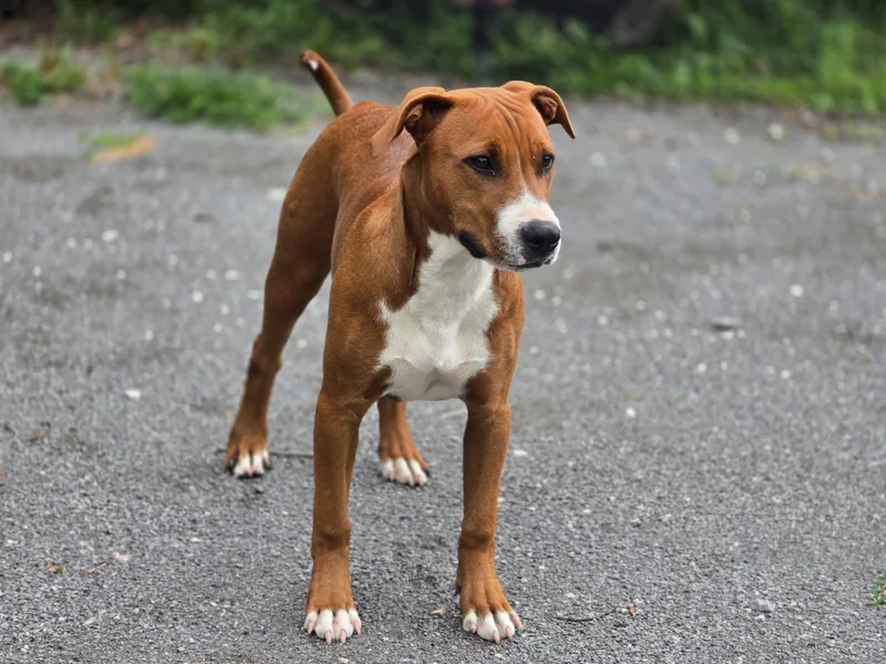 A young medium-sized female Golden Boxer dog named Maggie for adoption in Maynardville, TN