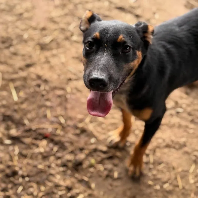 A young medium-sized male Black Mixed Breed dog named Eddie for adoption in Frederick, MD